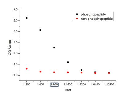 phospho-LATS1+LATS2 (Thr1079 +Thr1041)磷酸化肿瘤抑制基因LATS1/LATS2抗体