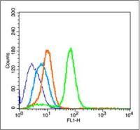 Nestin巢蛋白/神经上皮干细胞蛋白抗体