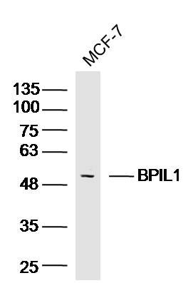 BPIL1杀菌通透性增加蛋白样1抗体