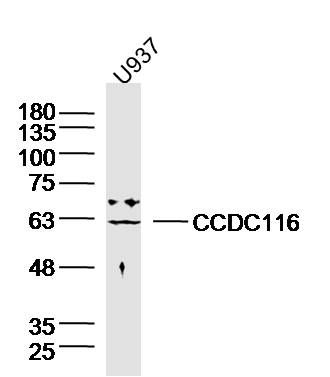 CCDC116卷曲螺旋结构域蛋白116抗体