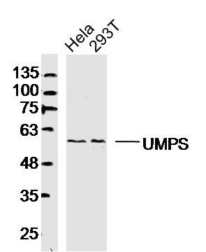 UMPS尿苷磷酸合成酶抗体