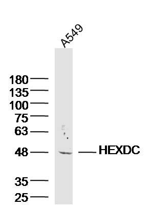 HEXDC氨基己糖苷酶D抗体