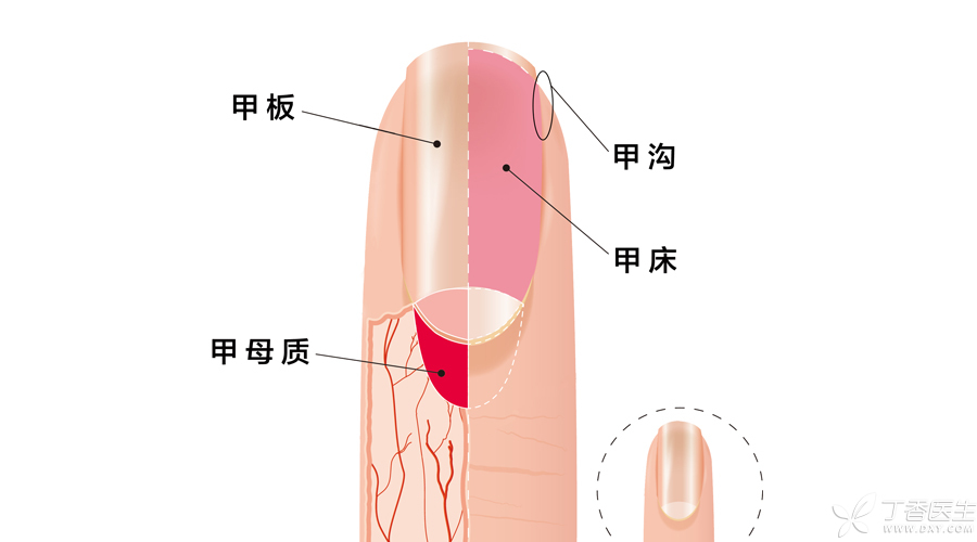 指甲结构1.jpg