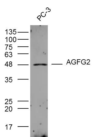 AGFG2 HIV-1病毒复制结合蛋白2抗体