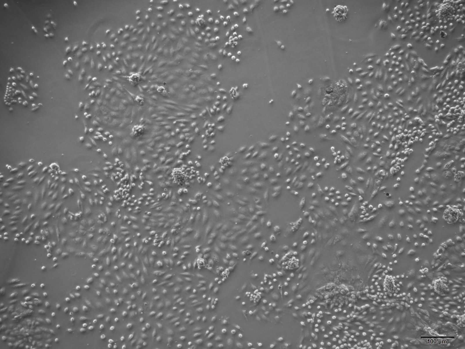 大鼠肾小球上皮细胞