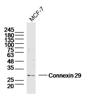Connexin 29间隙连接蛋白29/GJE1抗体