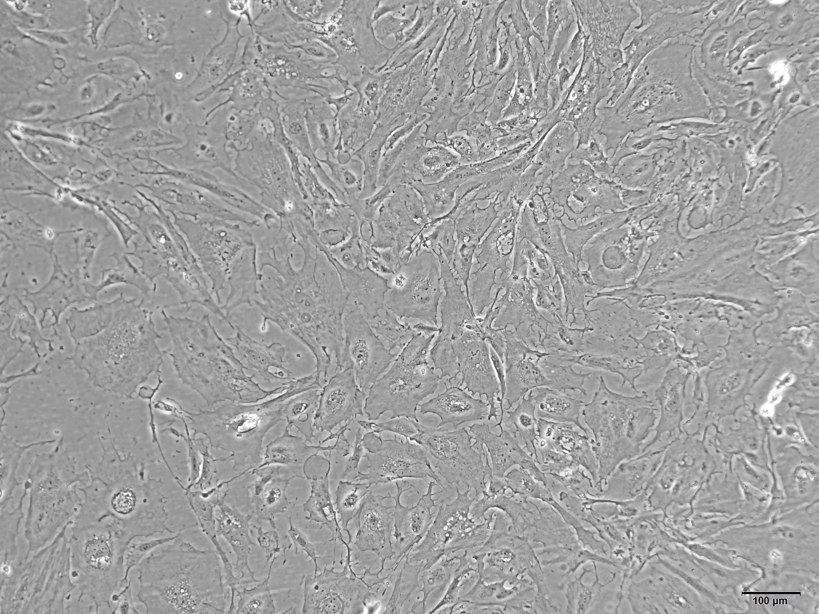 大鼠肾系膜细胞