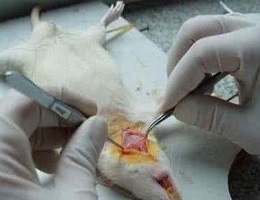 裸鼠皮下成瘤动物模型