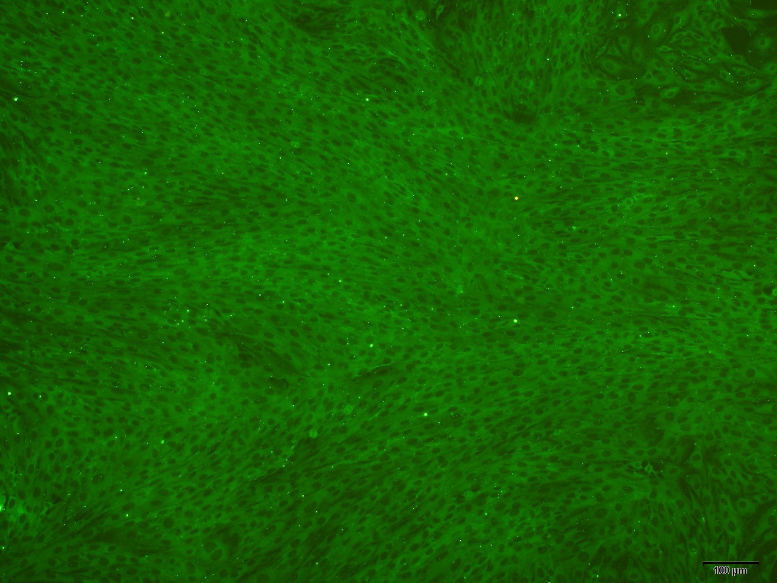 大鼠角膜内皮细胞