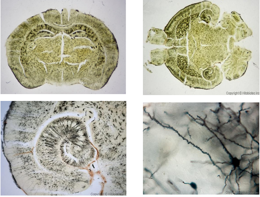 Hitobiotec Golgi-Cox OptimStain™ Prekit 高尔基染色试剂盒