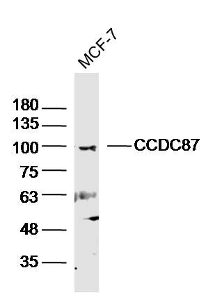 CCDC87卷曲螺旋结构域蛋白87抗体