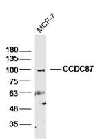 CCDC87卷曲螺旋结构域蛋白87抗体