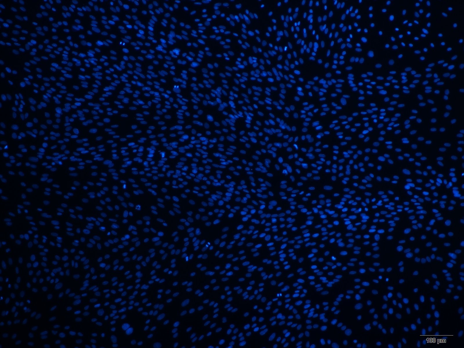 大鼠角膜内皮细胞