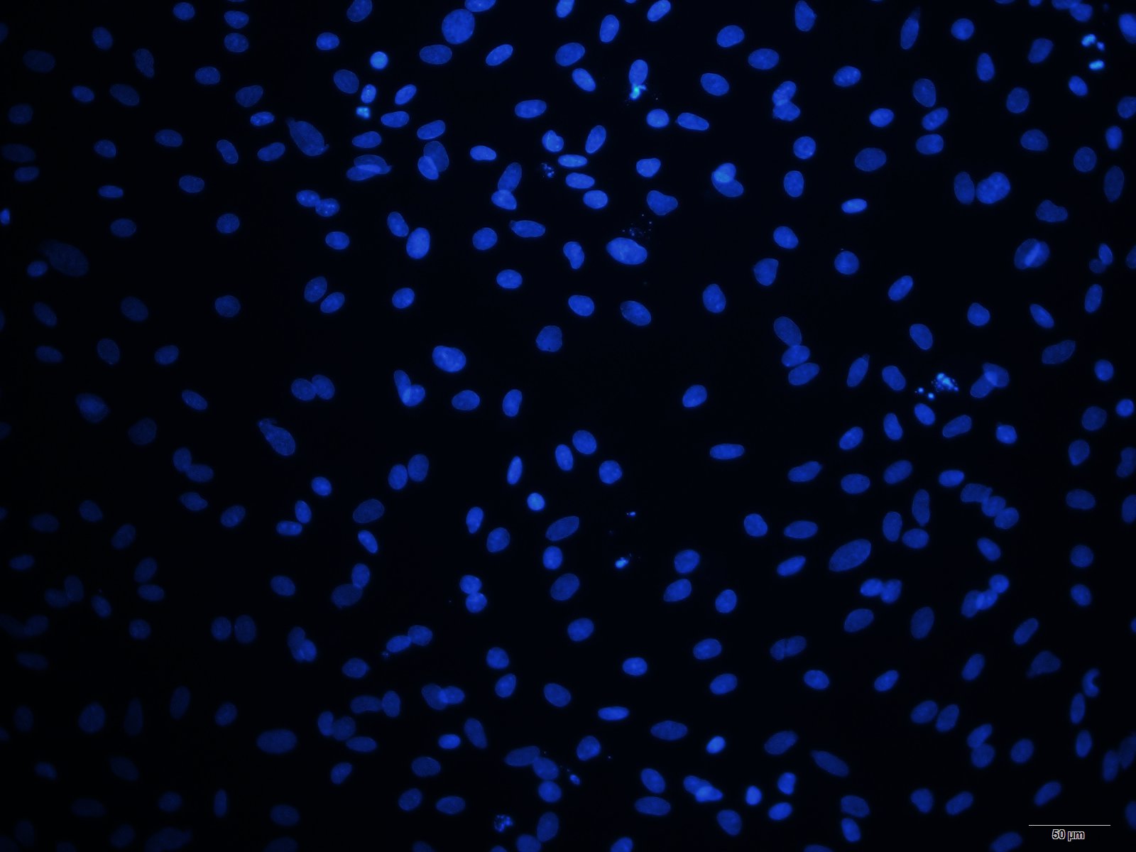 大鼠膀胱上皮细胞