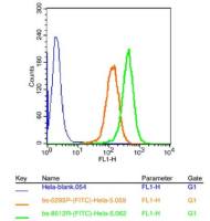 MSX1 MSH同源蛋白1样蛋白抗体