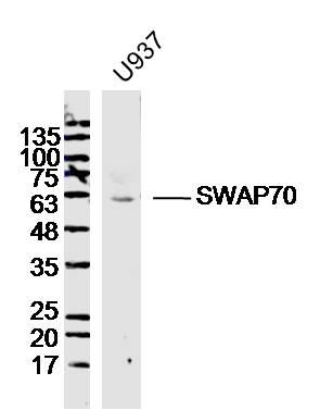 SWAP70开关相关蛋白70抗体