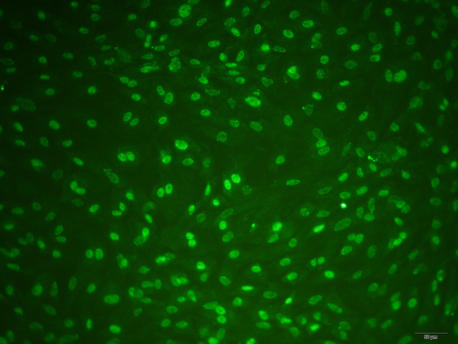 大鼠膀胱上皮细胞