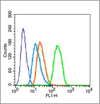Cyclin E1周期素E1抗体