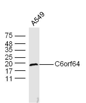 C6orf64 6号染色体开放阅读框64抗体