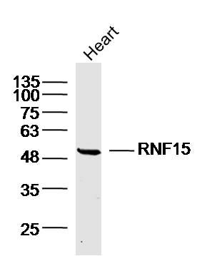 RNF15环指蛋白15抗体