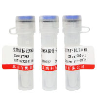 AP2凝胶迁移突变探针(10μM)