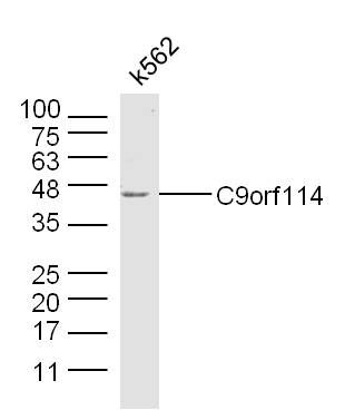 C9orf114 9号染色体开放阅读框114抗体
