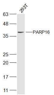 PARP16多腺苷二磷酸多聚酶16抗体