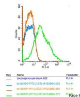 IGSF11大脑和睾丸特异性免疫球蛋白超家族成员11抗体