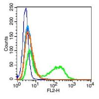 Connexin 43间隙连接蛋白43抗体
