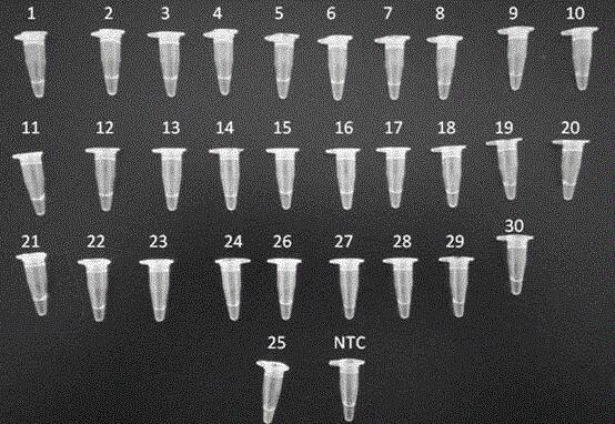 植物内质网膜蛋白提取试剂盒