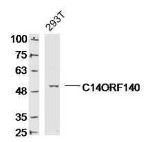 C14ORF140 14号染色体开放阅读框140抗体