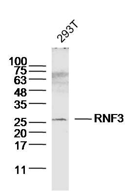 RNF3环指蛋白3抗体