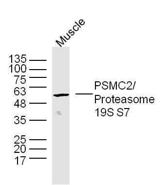 PSMC2/Proteasome 19S S7蛋白酶体PRS7抗体