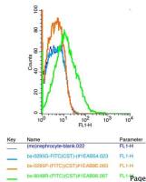 TRPM6瞬时受体电位离子通道蛋白6抗体（M亚家族）