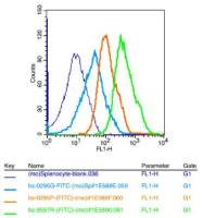 Cdc25C细胞分裂周期蛋白25C抗体