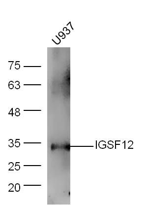 IGSF12免疫球蛋白超家族成员12抗体