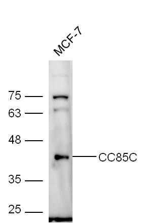 CC85C卷曲螺旋域蛋白质85C抗体