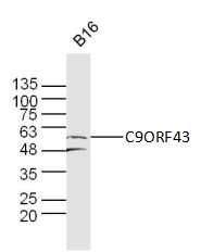 C9ORF43 9号染色体开放阅读框43抗体