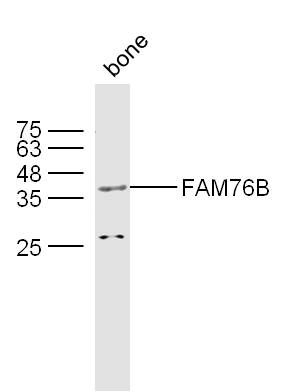 FAM76B蛋白抗体