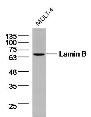 Lamin B核纤层蛋白B单克隆抗体(细胞核膜标志物)