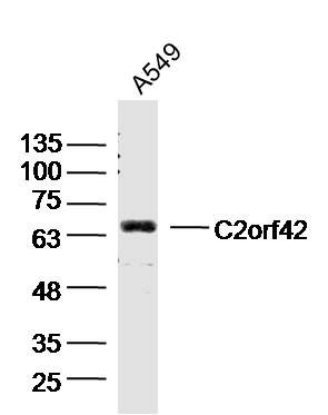 C2orf42 2号染色体开放阅读框42抗体