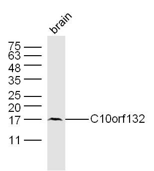 C10orf132 10号染色体开放阅读框132抗体