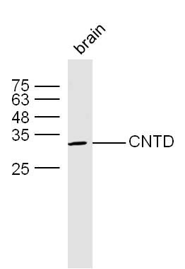 CNTD细胞周期蛋白N端结构域蛋白1抗体