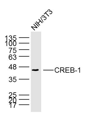 CREB-1环腺苷酸应答元件结合蛋白单克隆抗体