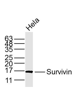 Survivin细胞凋亡抑制因子单克隆抗体