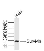 Survivin细胞凋亡抑制因子单克隆抗体