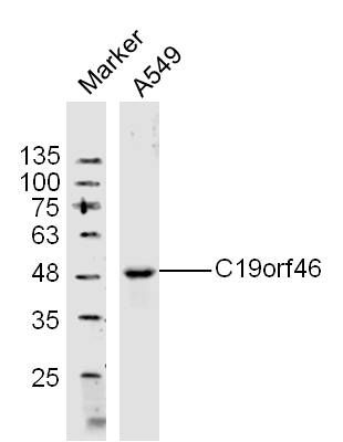 C19orf46突触核膜蛋白4抗体