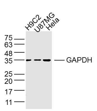 GAPDH-Loading Control 3-磷酸甘油醛脱氢酶单克隆抗体(内参抗体)