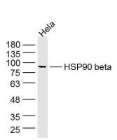 HSP90 beta热休克蛋白90β/HSP90 β 单克隆抗体