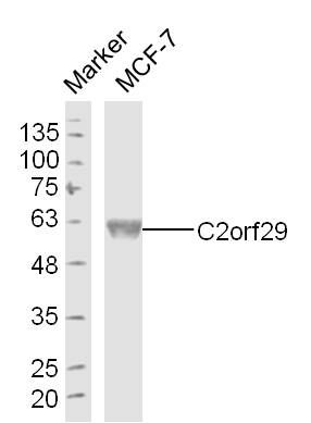 C2orf29 2号染色体开放阅读框29抗体
